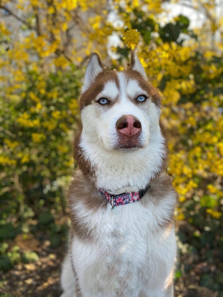 Szibériai Husky