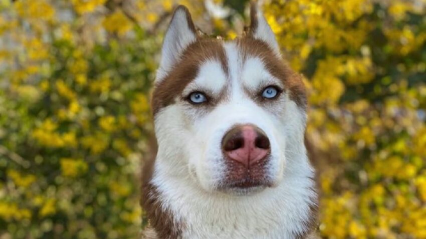 Szibériai husky